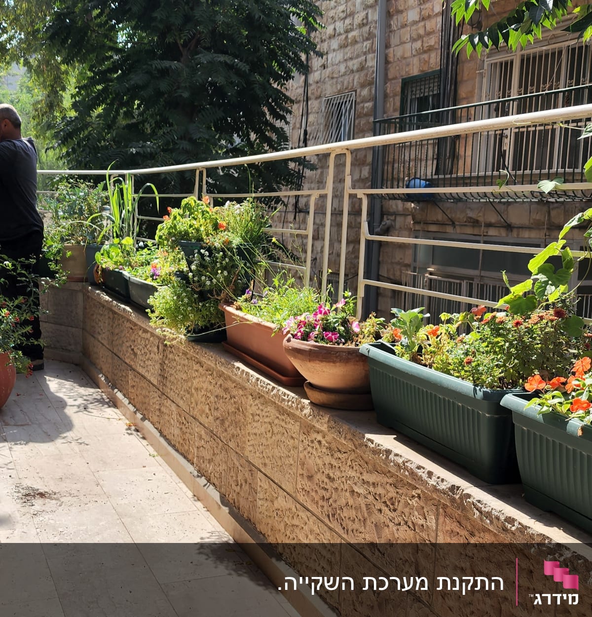 אדם מטפל בצמחים בעציצים על מרפסת